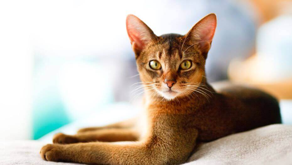 HABEŞ ABYSSİNİAN KEDİSİ ÖZELLİKLERİ