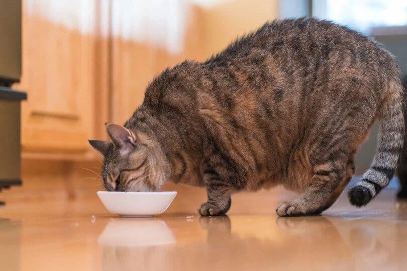 Kedi Kısırlaştırma Fiyatları: 2025 Güncel Bilgiler ve Detaylı Rehber