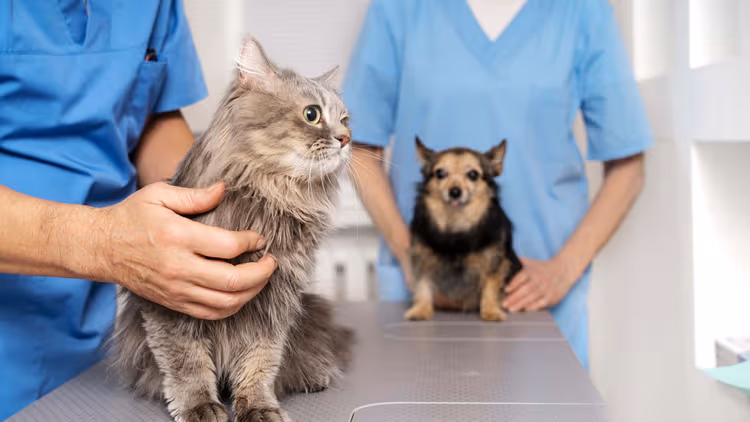 Pet IV Veteriner Kliniği Hizmetleri